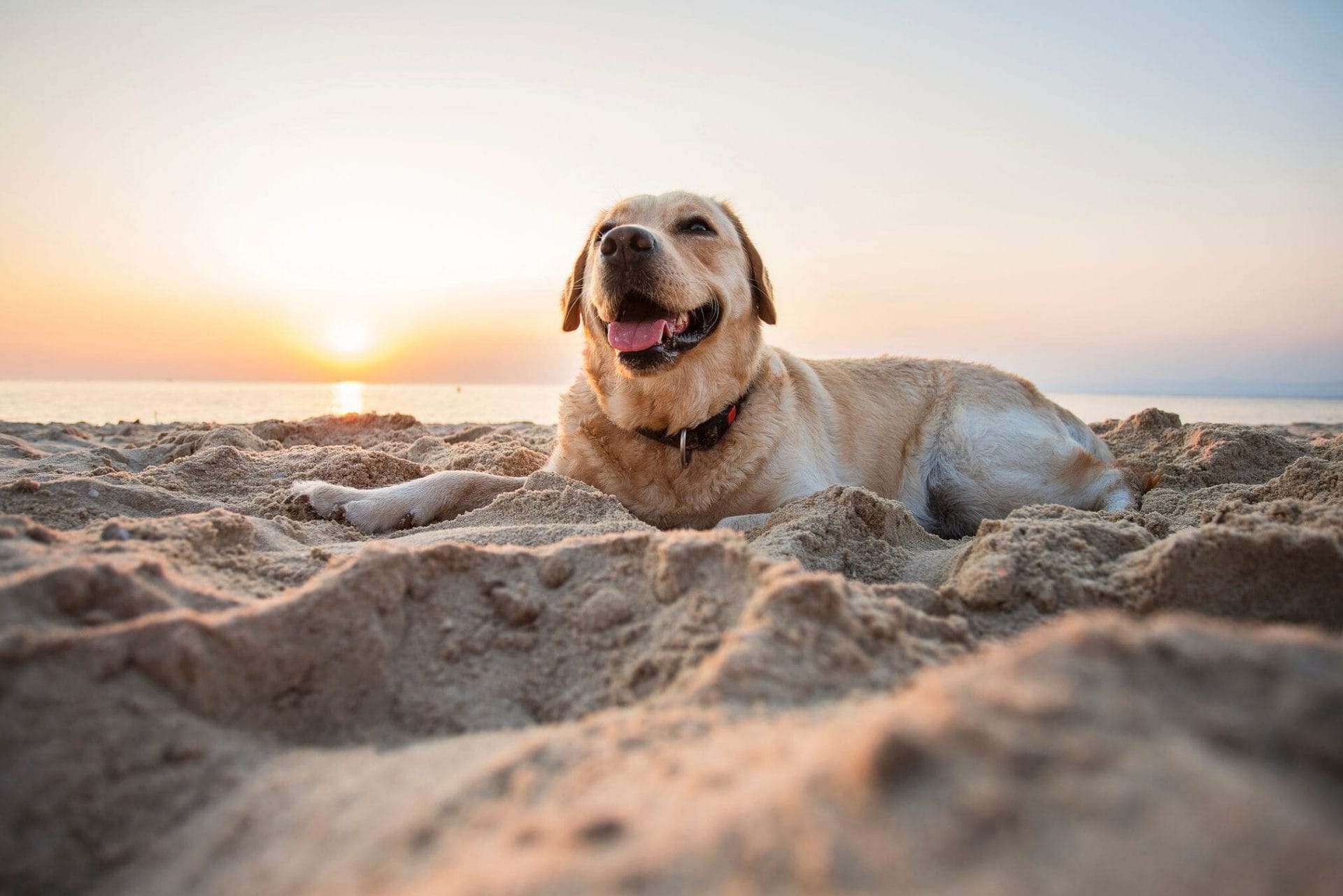 Dog-on-beach-min