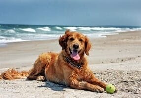 dog-friendly-beaches-roseland-holiday
